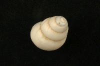 藏品(蘭嶼光澤蝸牛)的圖片